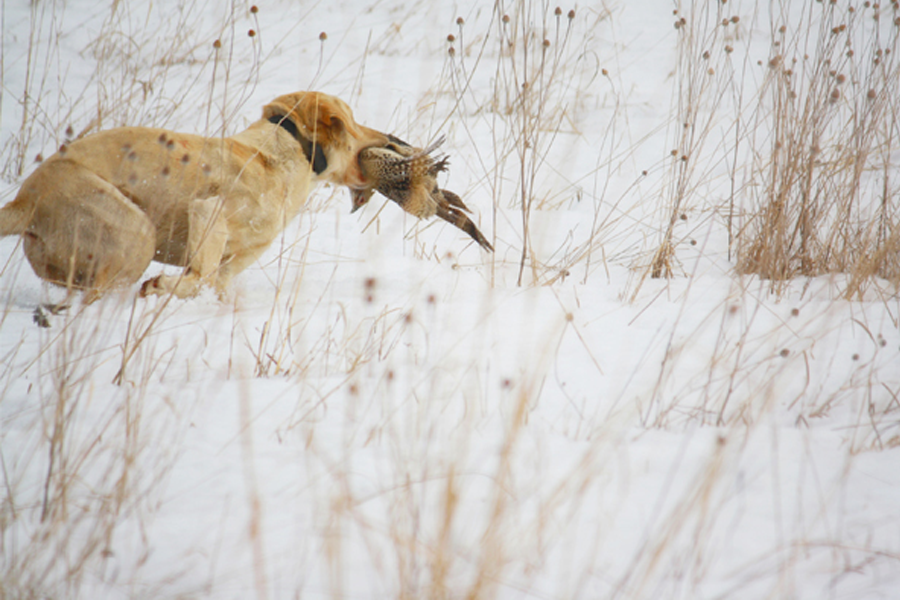 Dog retrieving a pheasant in the snow